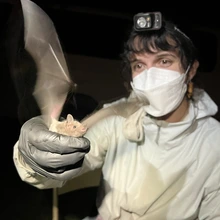 Mallory Davies, Lesser long-nosed bat